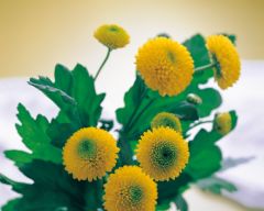 Tapeta Nature Flowers 107.jpg